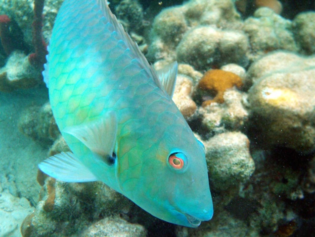 Redtailed parrotfish F-299 - ID: 2696536 © Kristin A. Wall