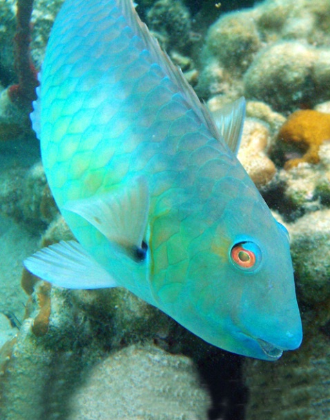 Redtailed Parrotfish F-300 - ID: 2696537 © Kristin A. Wall