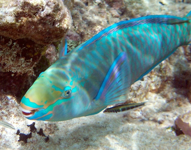 Queen Parrotfish F-301 - ID: 2696538 © Kristin A. Wall