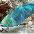 © Kristin A. Wall PhotoID # 2696538: Queen Parrotfish F-301