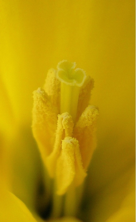 Daffodil 13323