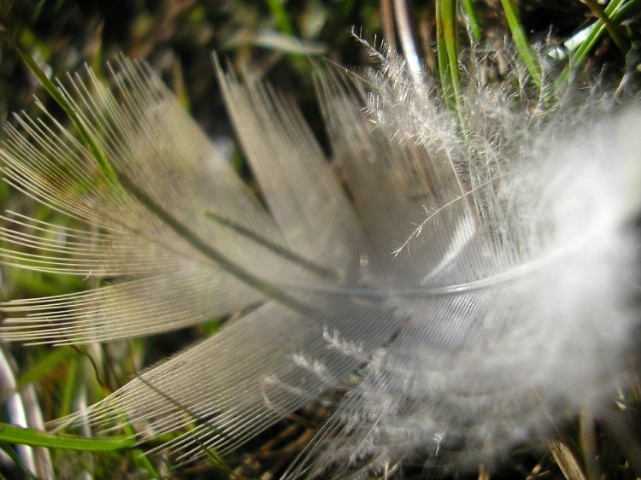 Feather 208