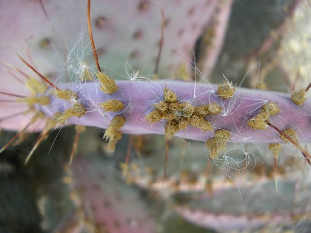 Cactus 718