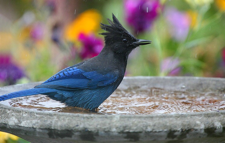 Steller's Jay's Bath Time