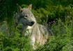 Gray Wolf