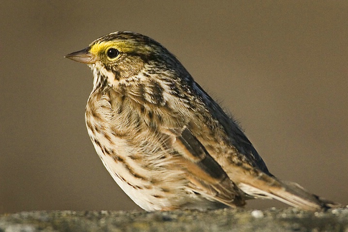 Savannah Sparrow - ID: 2701533 © John Tubbs