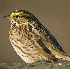 2Savannah Sparrow - ID: 2701533 © John Tubbs