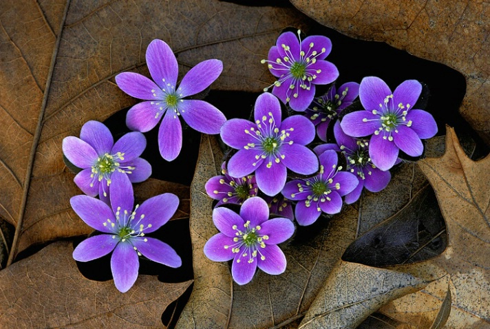 Purple Hepatica
