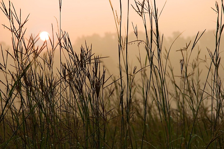 Tall Grass