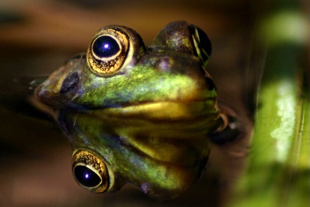 Frog Reflection