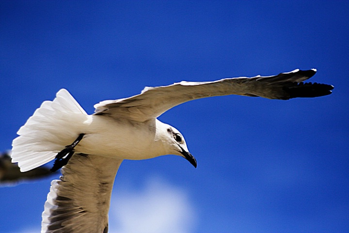 Feathered Flight