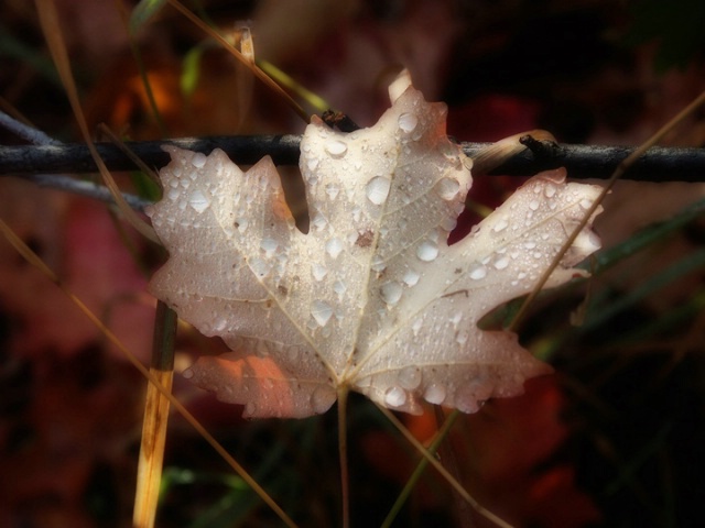 Morning Dew on Fallen Leaf