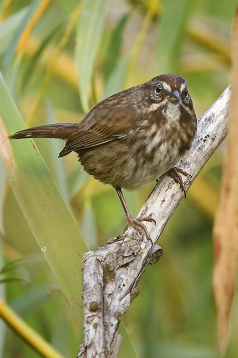 Song Sparrow in Marsh - ID: 2707515 © John Tubbs