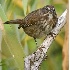 2Song Sparrow in Marsh - ID: 2707515 © John Tubbs