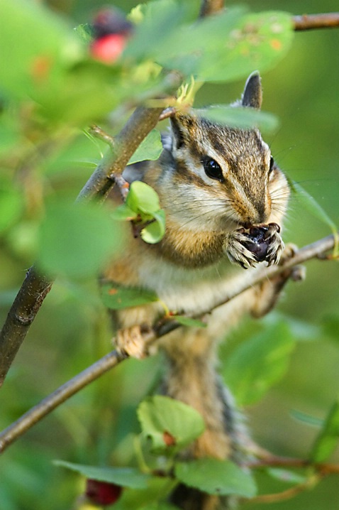 Chipmunk in Blueberry Heaven - ID: 2708828 © John Tubbs