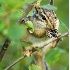 2Chipmunk in Blueberry Heaven - ID: 2708828 © John Tubbs