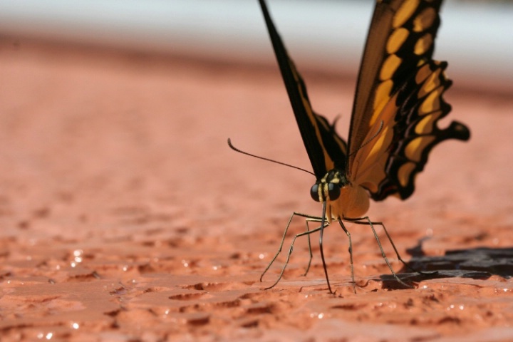 thirsty swallowtail