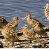 2Marbled Godwits on Dock - ID: 2712559 © John Tubbs