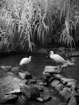 Spoonbills