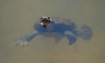 Freshwater Turtle