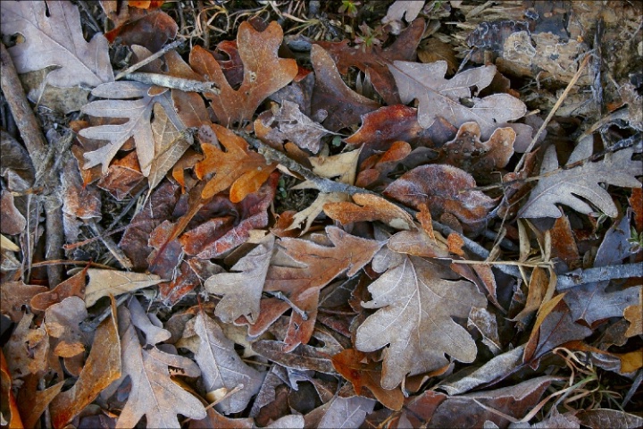 Frost at Dawn