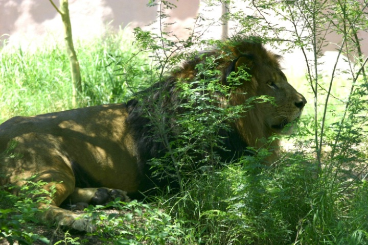 Lion in the shade
