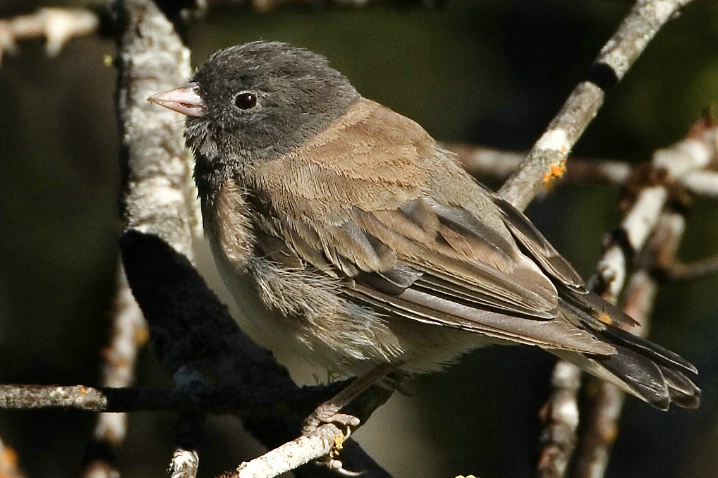 Dark Eyed Junco - ID: 2718159 © John Tubbs