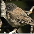 2Dark Eyed Junco - ID: 2718159 © John Tubbs