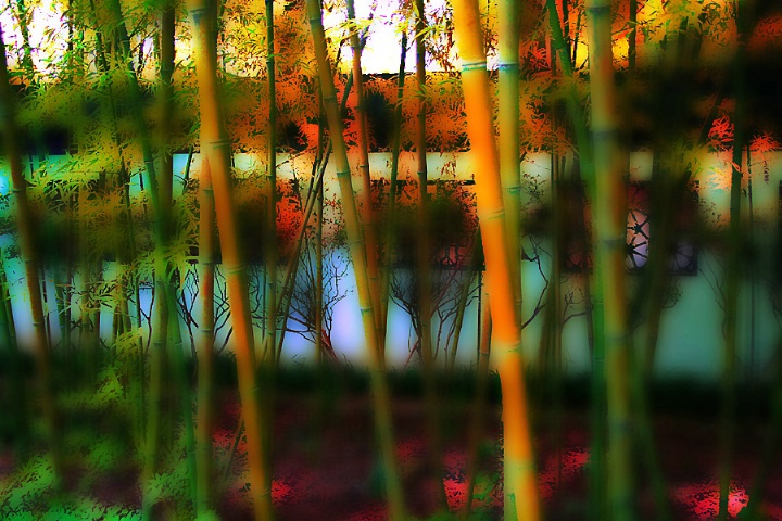 bamboo in a classical Chinese garden