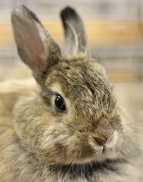 Bunny Portrait - ID: 2719359 © Janine Russell