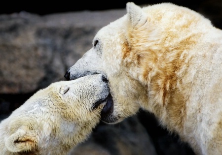 Polar Kiss
