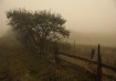 The morning fog