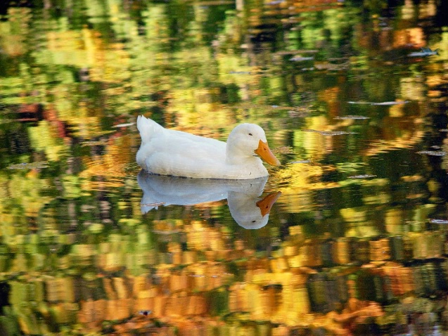 On Autumn Pond