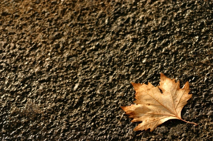 The Scent of Autumn - ID: 2722808 © Ilir Dugolli