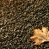 2The Scent of Autumn - ID: 2722808 © Ilir Dugolli
