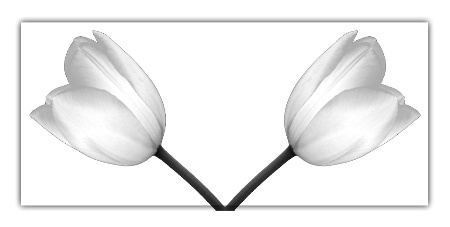 Tulipas Argent