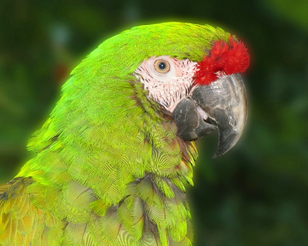 Parrot2