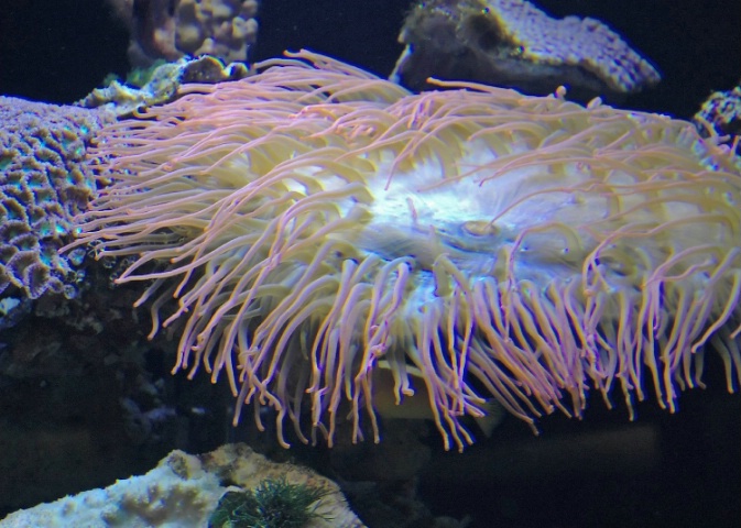 See Anenome