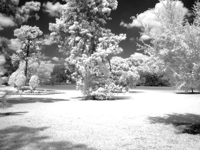 Park in Infrared