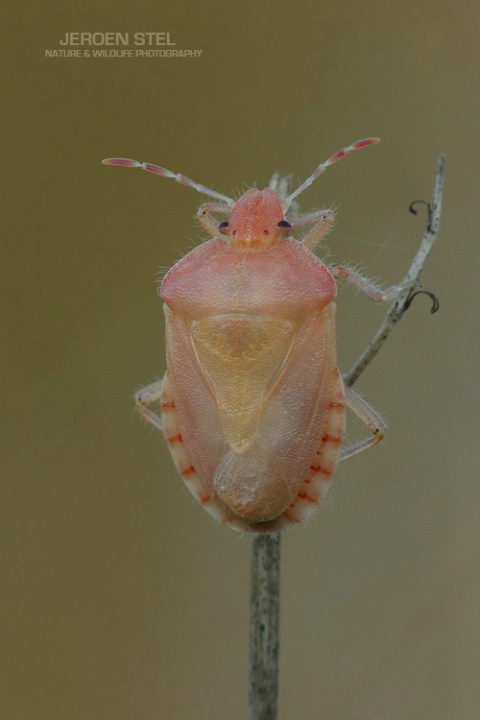 Leucistic Capsid Bug