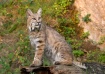 Bobcat