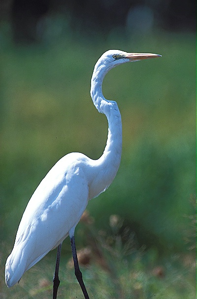 Great Egret