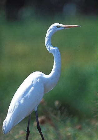 Great Egret