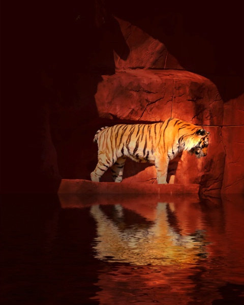 Tiger*