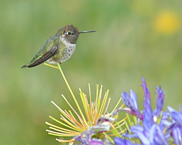 Hummingbird Taking a Break