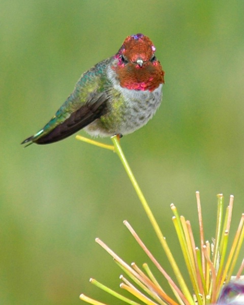 A Perched Hummingbird