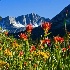 © Phil Burdick PhotoID # 2735069: Bishop Creek Flowers