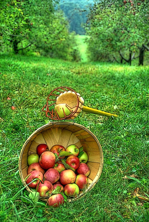 Apple Picking Time