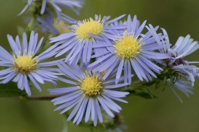 Purple Flower