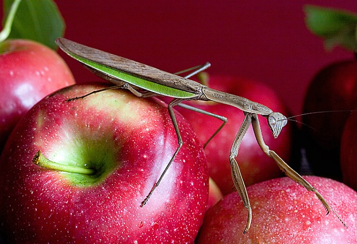 Fruit Monster